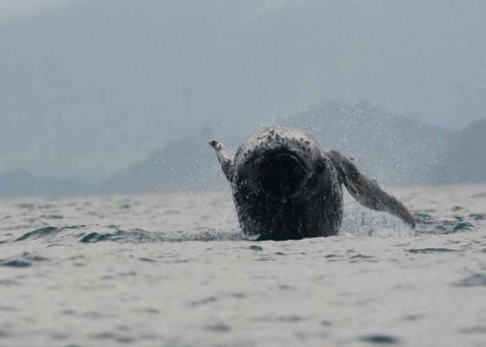 Plan Ballenas 4 días