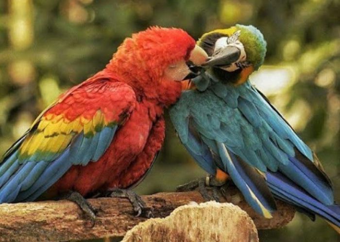 Putumayo El fin del Mundo