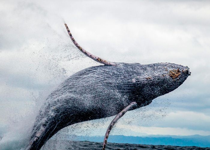 Canadá y Ballenas 2025 - 2026